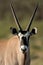 Gemsbok antelope