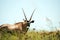 Gemsbok antelope