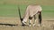 Gemsbok antelope eating salty soil