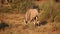 Gemsbok antelope grazing