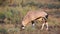 Gemsbok antelope grazing