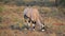 Gemsbok antelope grazing