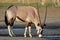 Gemsbok antelope, Kalahari desert, South Africa