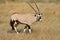 Gemsbok antelope in natural habitat