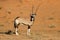 Gemsbok antelope in natural habitat, Kalahari desert