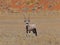 Gemsbok antelope (Oryx gazella)