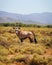 Gemsbok antelope at South African bush