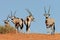 Gemsbok antelopes