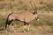 Gemsbok antelopes