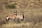 Gemsbok antelopes