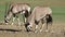 Gemsbok antelopes