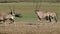 Gemsbok antelopes