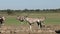 Gemsbok antelopes