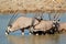 Gemsbok antelopes drinking