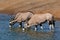 Gemsbok antelopes drinking - Etosha