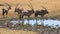 Gemsbok antelopes drinking water