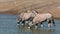 Gemsbok antelopes drinking water - Etosha National Park