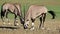 Gemsbok antelopes eating salty soil