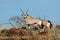 Gemsbok antelopes in natural habitat