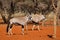 Gemsbok antelopes in natural habitat