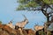 Gemsbok antelopes in natural habitat