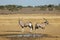 Gemsbok antelopes at a waterhole