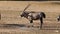 Gemsbok antelopes at a waterhole
