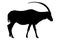 Gemsbok. Black silhouette