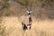 Gemsbok in Central Kalahari