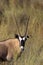 Gemsbok in desert grassland