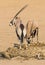 Gemsbok Drinking