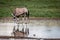 Gemsbok drinking from a pool of water.