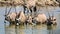 Gemsbok drinking water at Estosha National Park