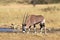 Gemsbok drinking at waterhole