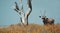 Gemsbok in Etosha