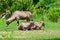 Gemsbok family on grass