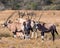 Gemsbok Family Group