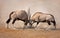 Gemsbok fight