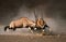 Gemsbok fight