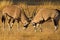 Gemsbok fighting