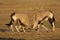 Gemsbok fighting, Kalahari desert