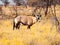 Gemsbok or gemsbuck antelope, Oryx gazelle, standing in the savanna of Kalahari Desert, Namibia, Africa