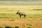 Gemsbok or Gemsbuck grazing in a South African Game Reserve