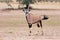 The gemsbok or gemsbuck Oryx gazella  in the deser. Gemsbok standing in the rain