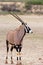 The gemsbok or gemsbuck Oryx gazella  in the desert. Oryx in the dry desert river