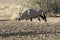 Gemsbok or Gemsbuck Oryx gazella  Kalahari, Northern Cape, South Africa