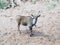 The gemsbok or gemsbuck Oryx gazella is a large African antelope with long straight nearly upright horns.