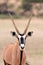 The gemsbok or gemsbuck Oryx gazella portrait in the rain in the desert. Oryx in the green desert