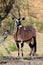 The gemsbok or gemsbuck Oryx gazella resting in the shade of bushes during the midday heat