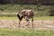 He gemsbok or gemsbuck Oryx gazella is scratching with long and sharp horns in the middle of valley with the edge of the canyon